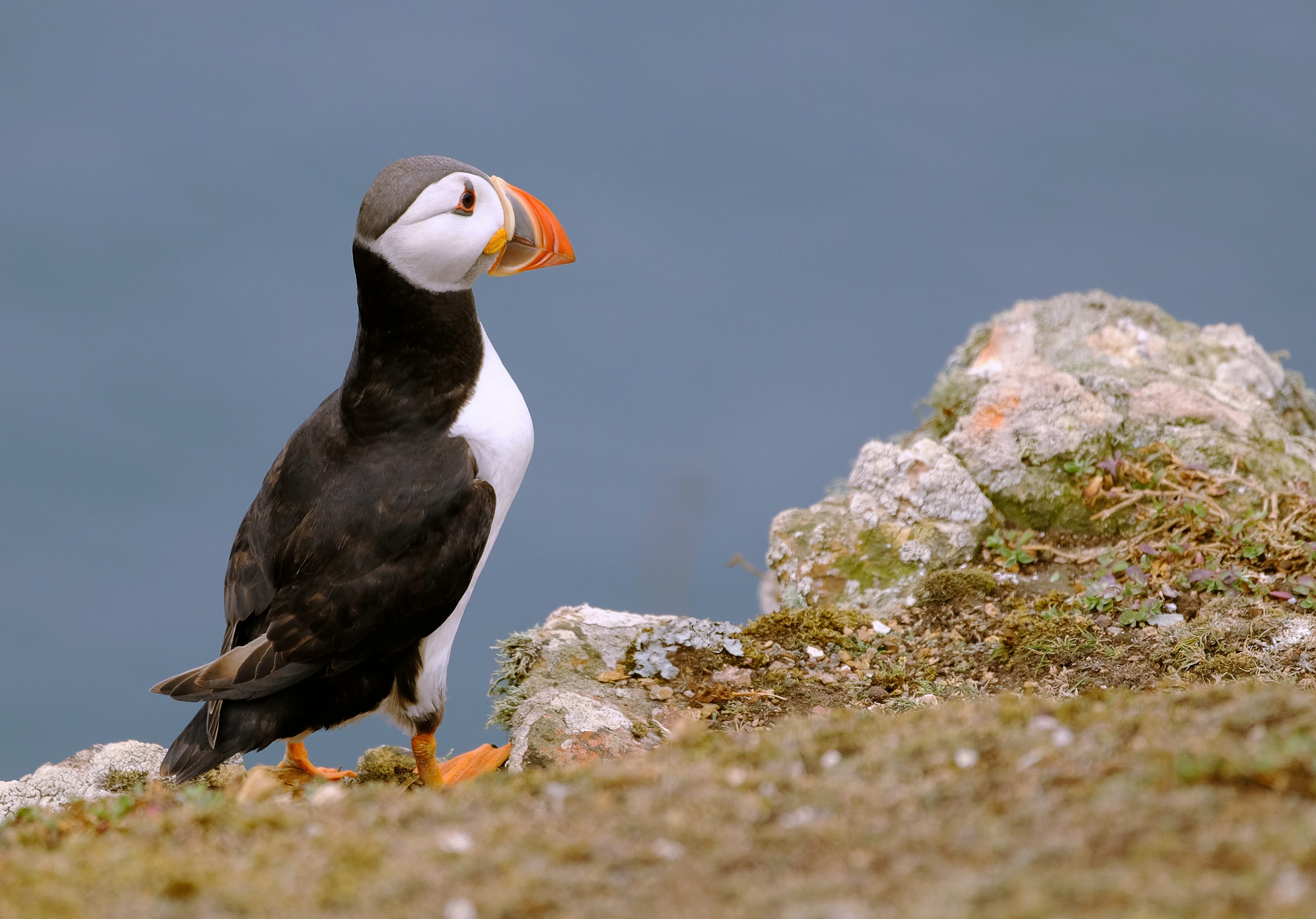 A puffin stands on a cliff edge, proudly representing West Coast Digital Hosting Services